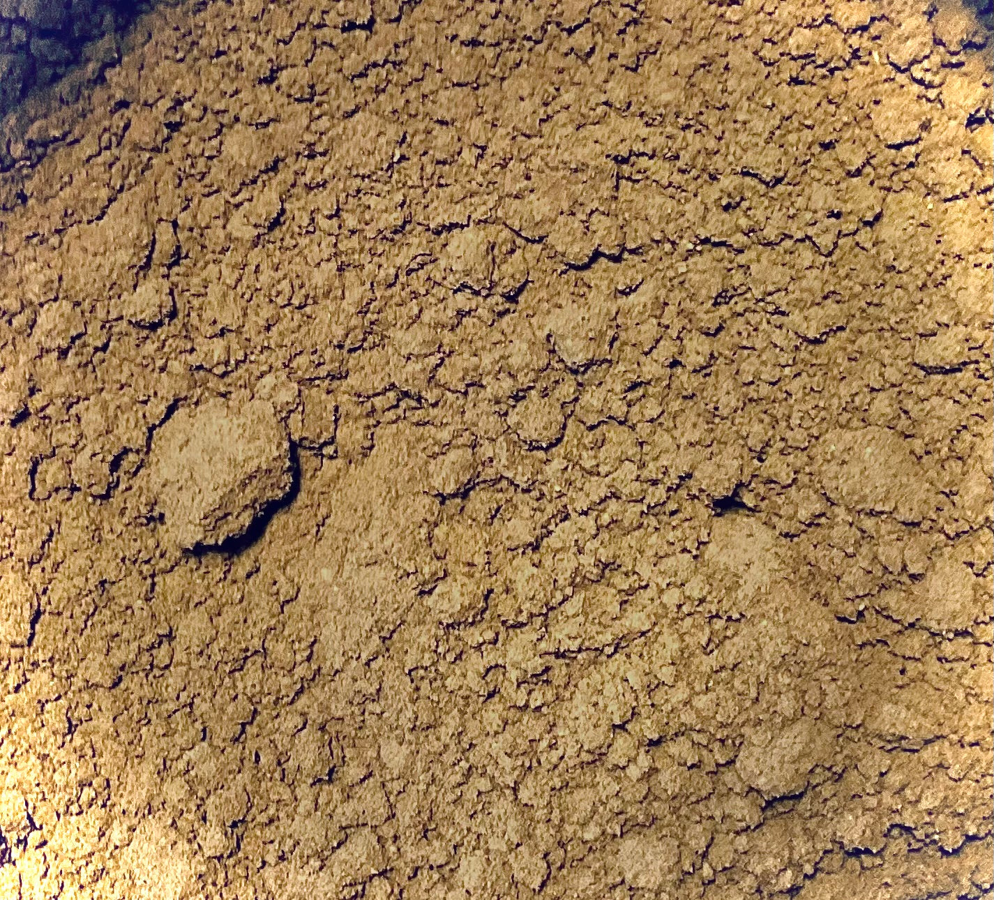 Chaste Tree Berries Powder