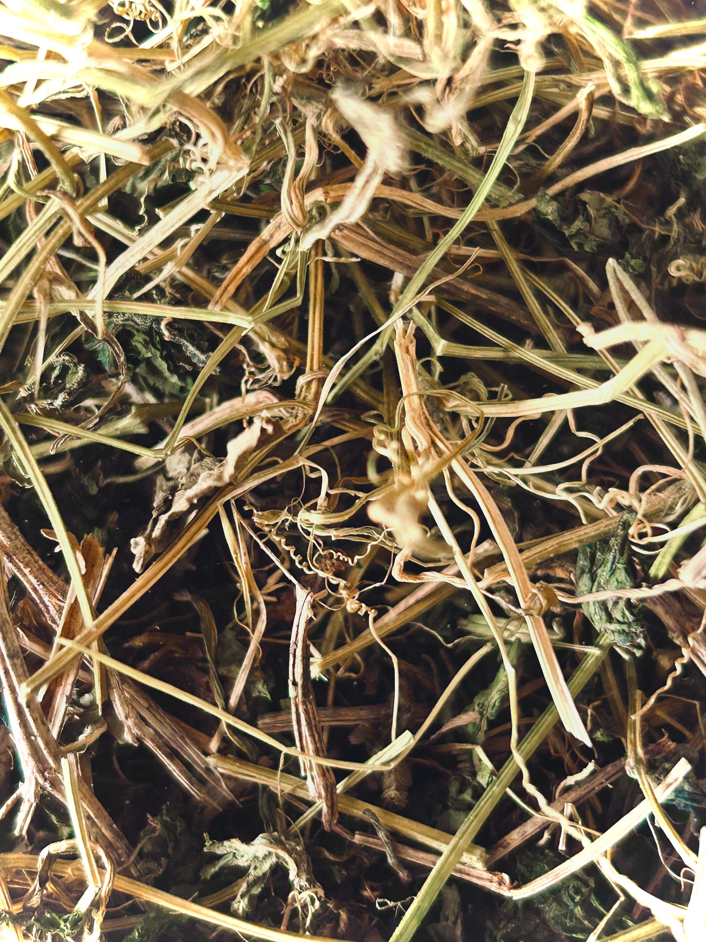 Cerasee Herb