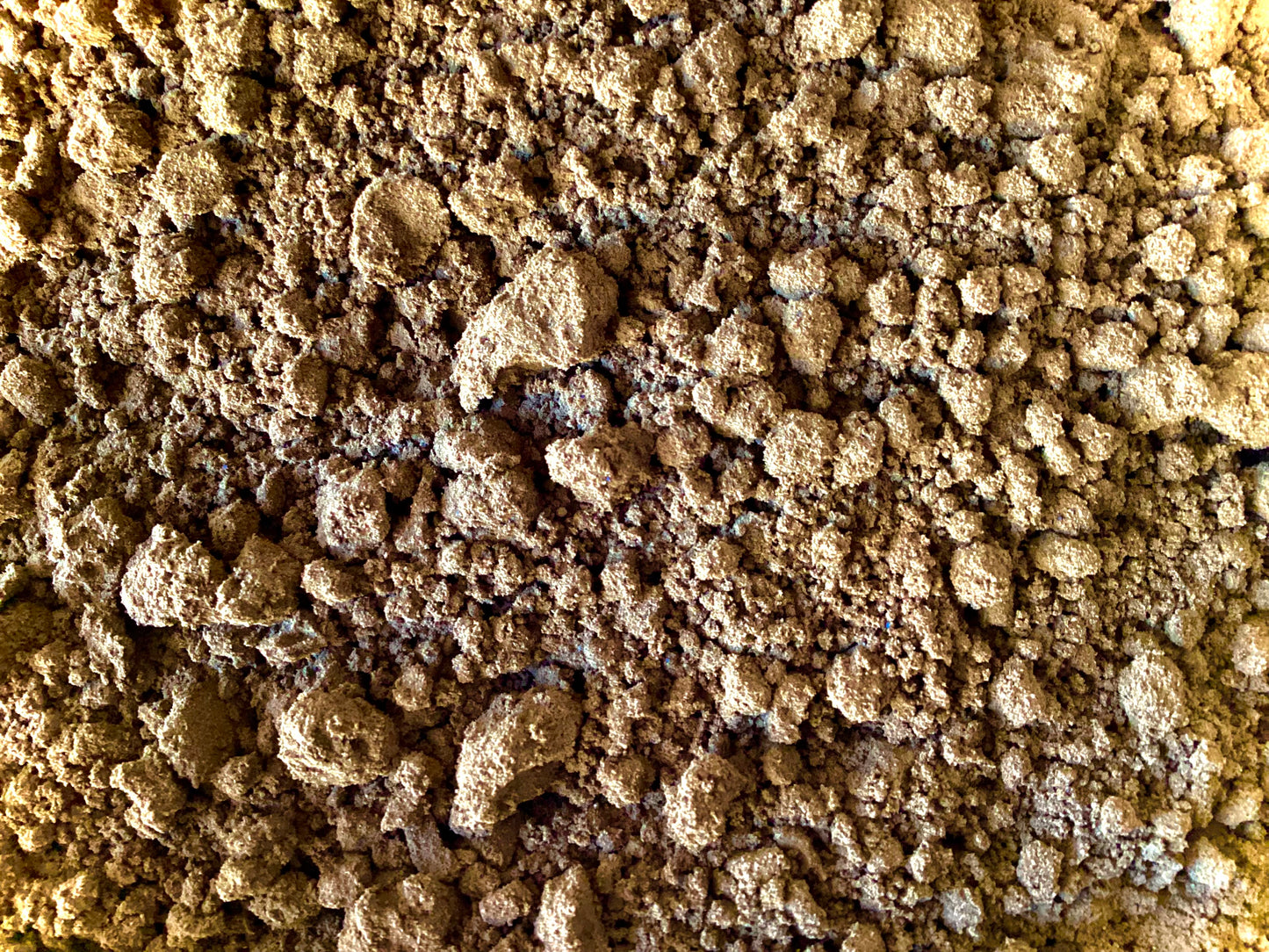 Amla Berry Organic (Phyllanthus Emblica)