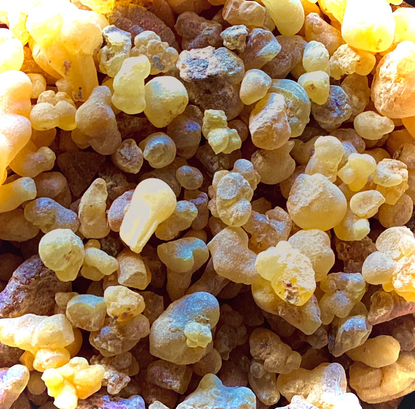 Boswellia Serrata Pieces