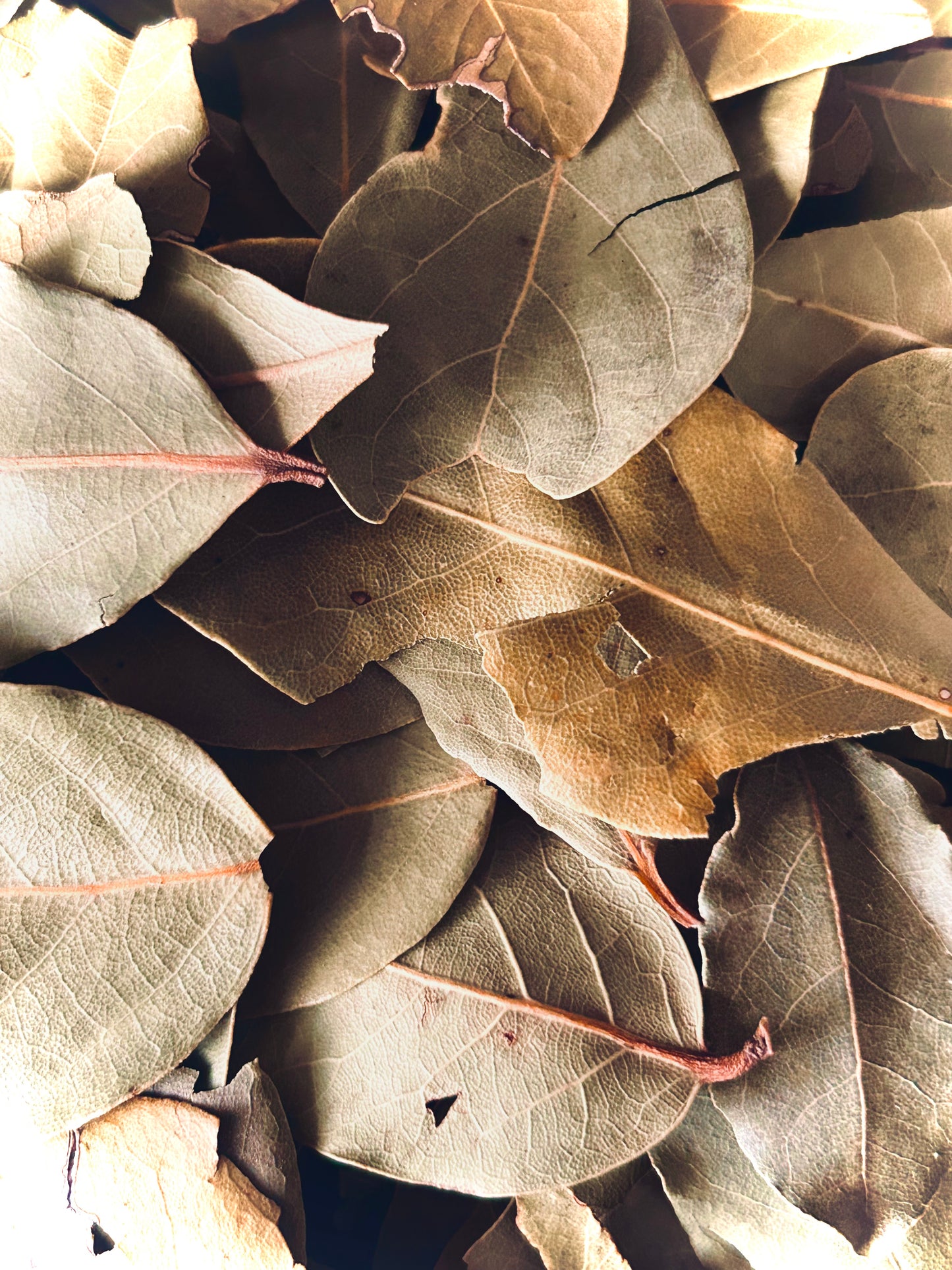 Bay Leaf Whole