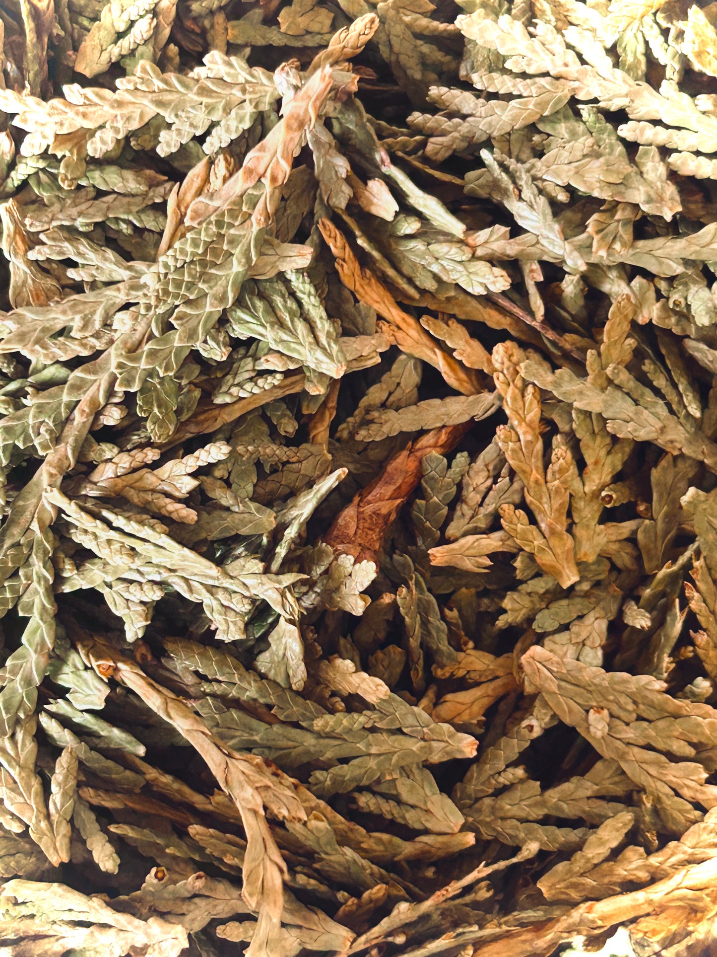 Cedar Tips