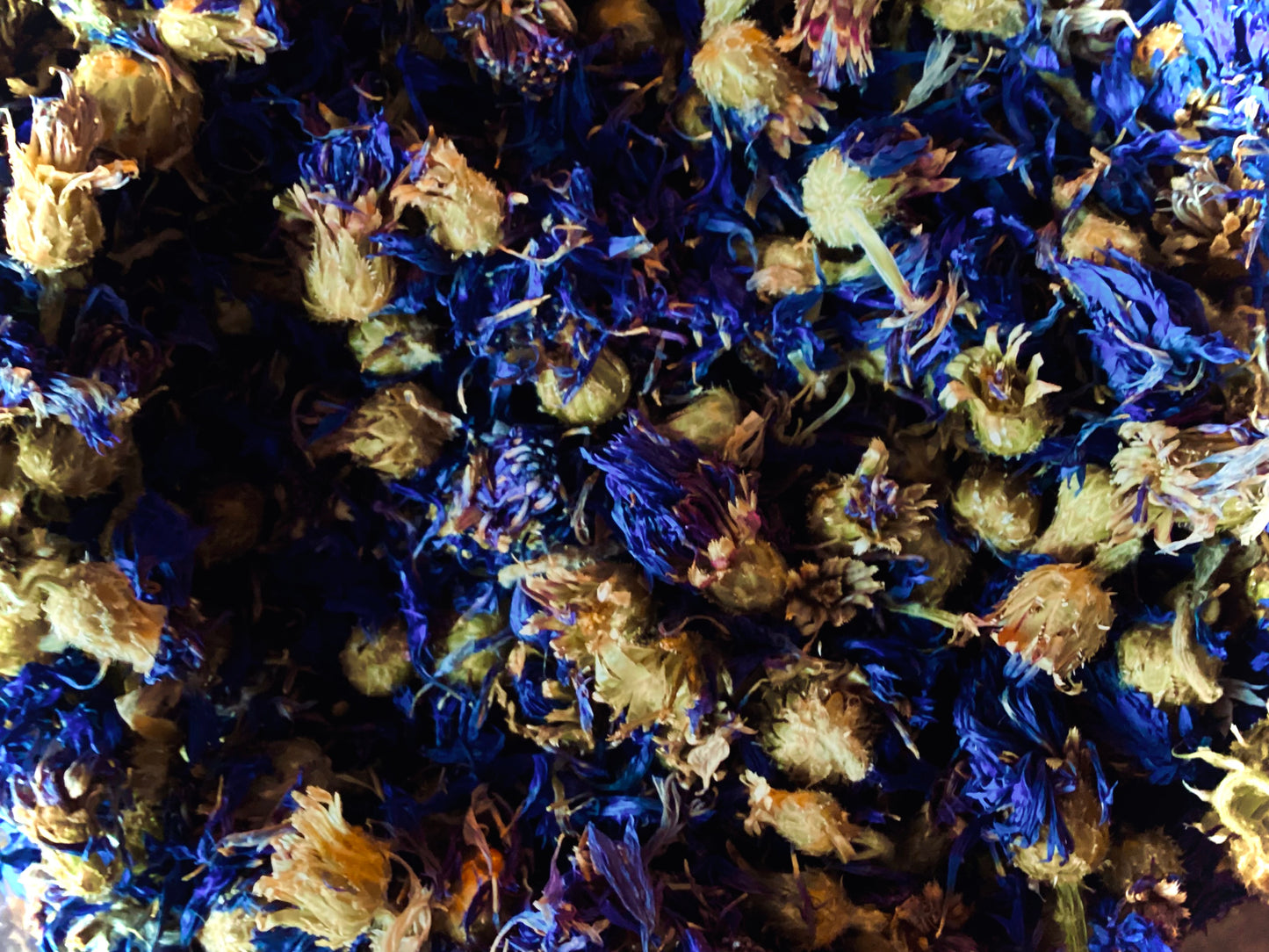 Blue Corn Flower