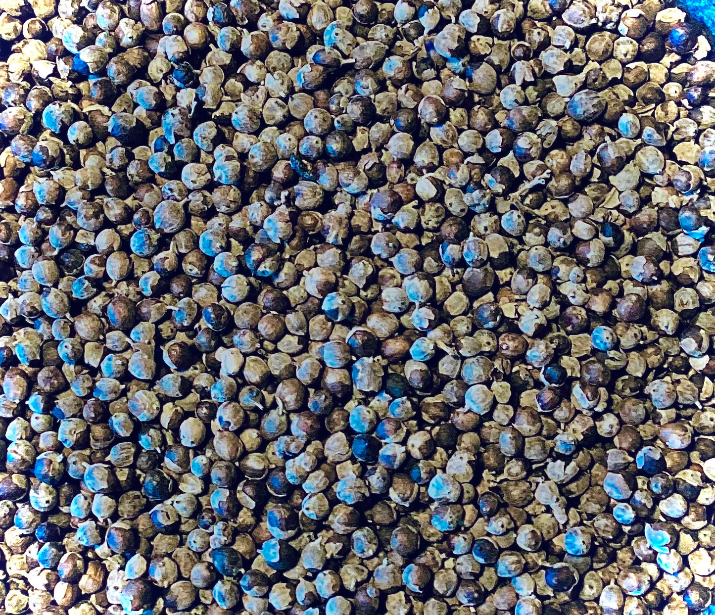 Chaste Tree Berries (Vitex agnus-castus)