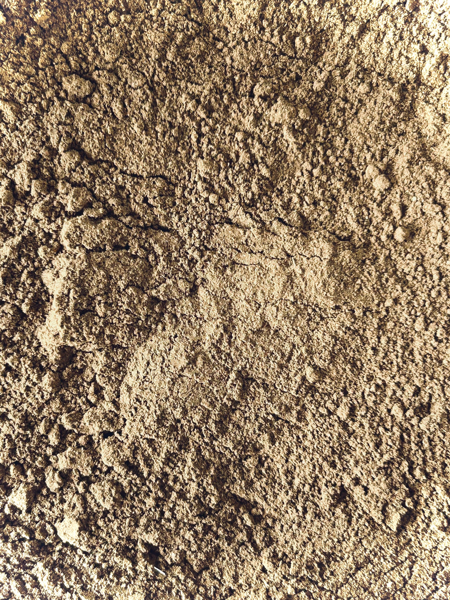 Holy Basil (Tulsi) Powder Organic (Ocimum sanctum)