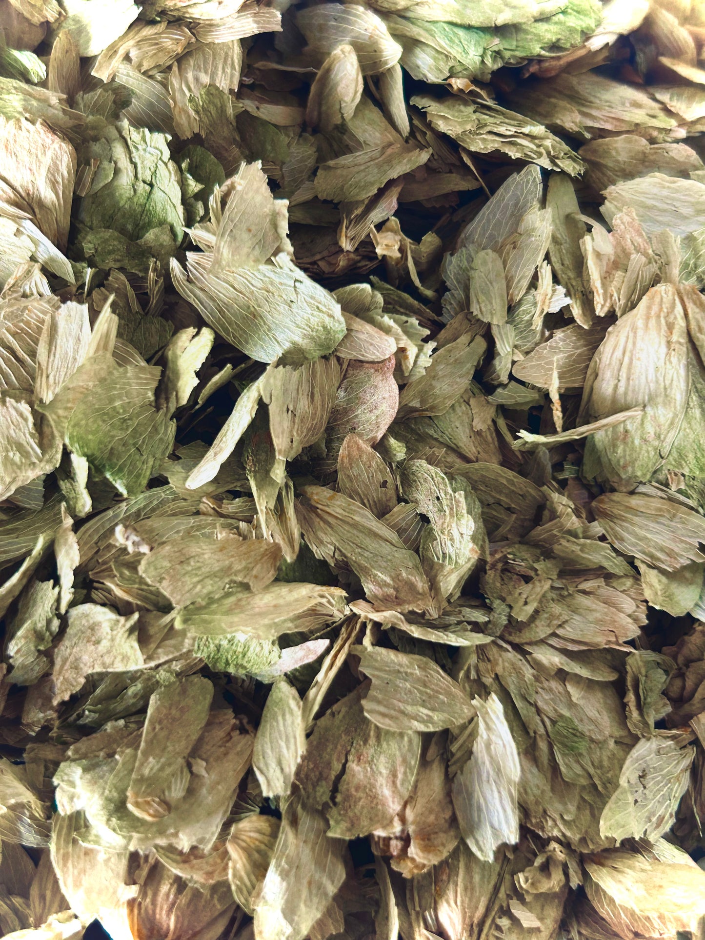 Hops (Hyssopus officinalis)