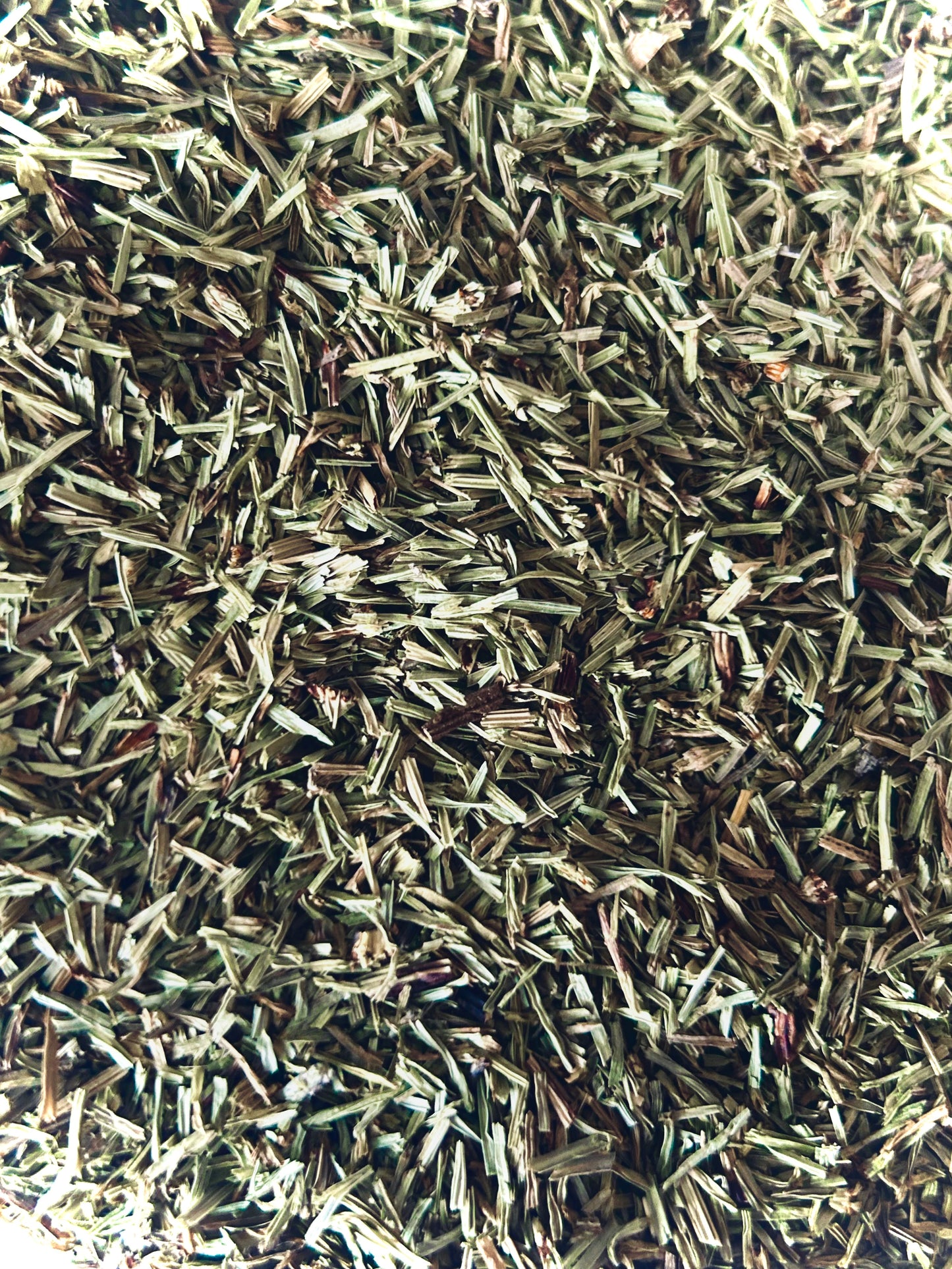 Shavegrass - Horsetail (Equisetum arvense)