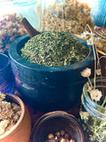 Peppermint Leaf (Mentha × piperita)