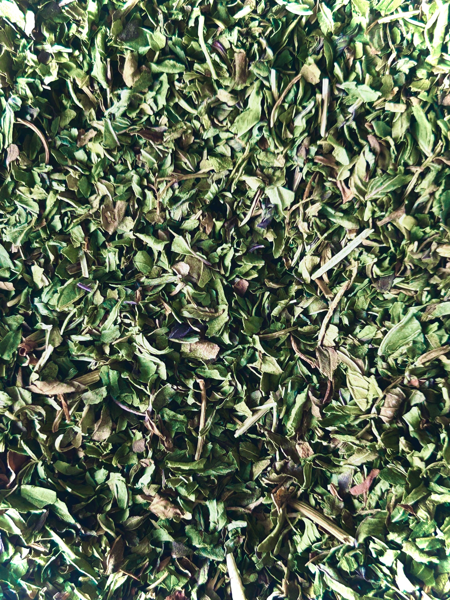 Peppermint Leaf (Mentha × piperita)