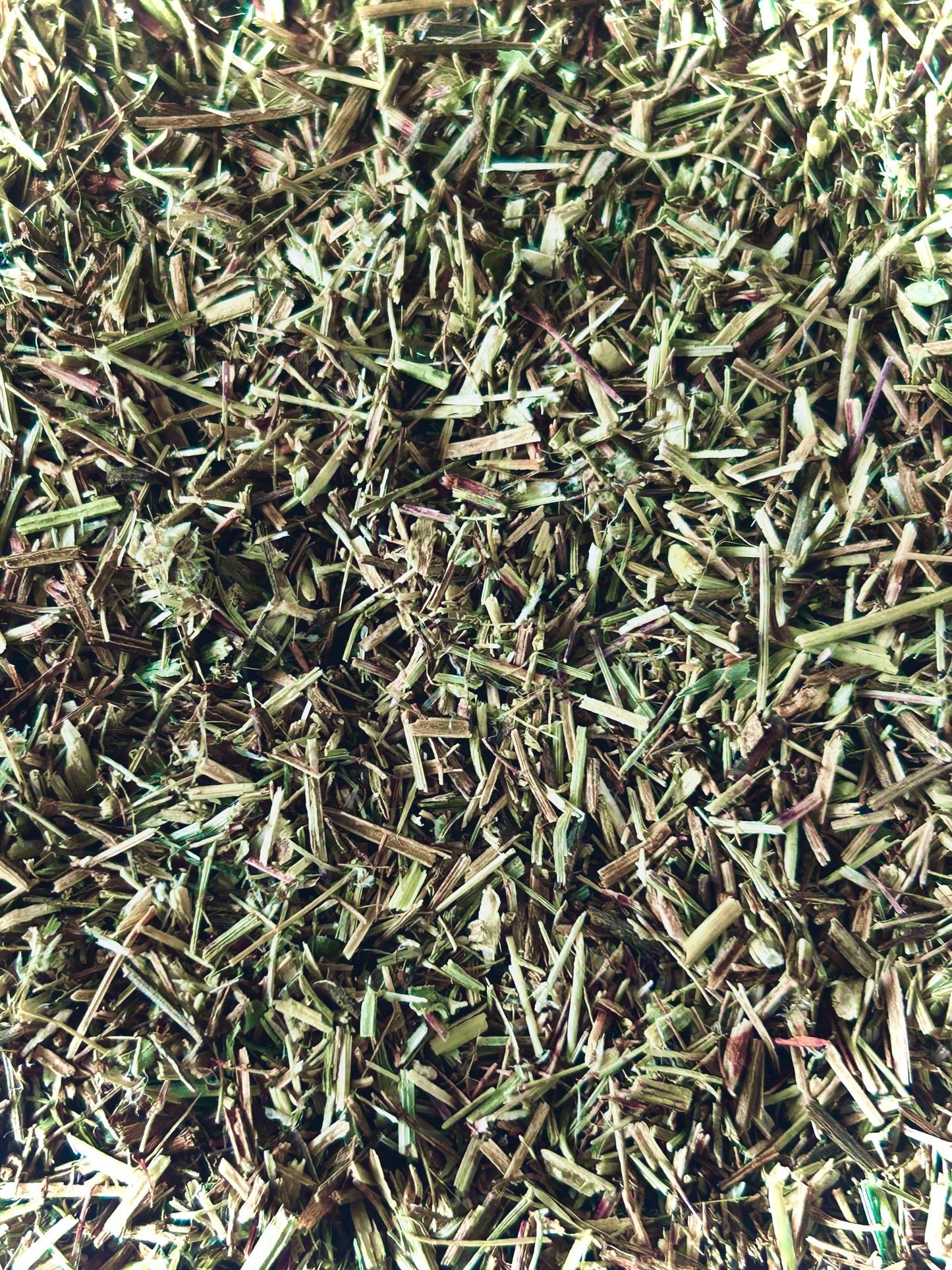 Sheep Sorrel (Rumex acetosella)