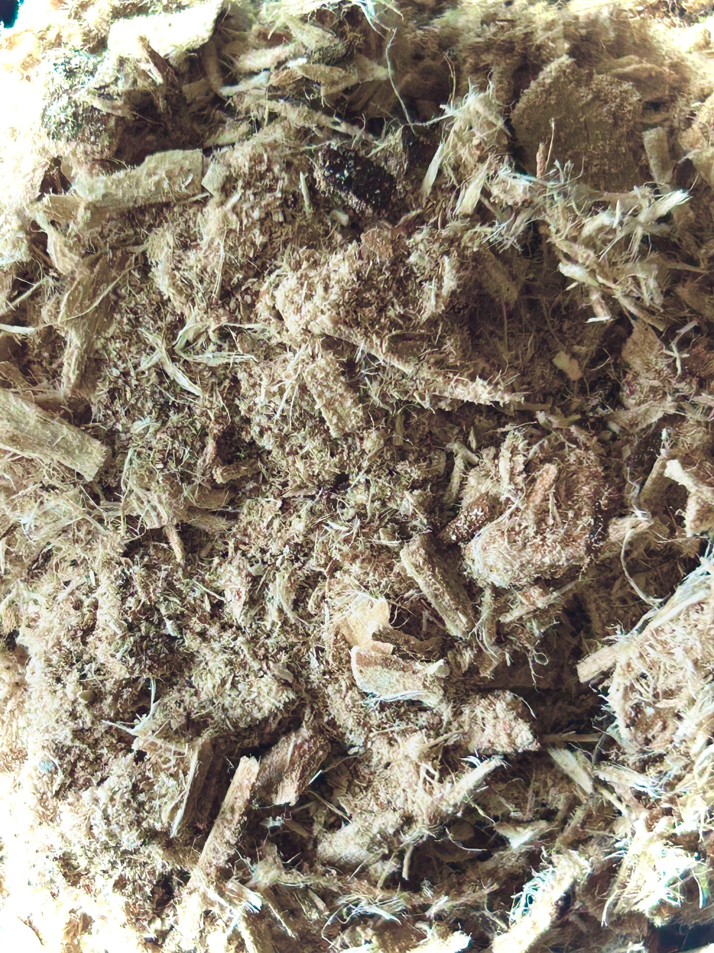 Slippery Elm Inner Bark (Ulmus rubra)