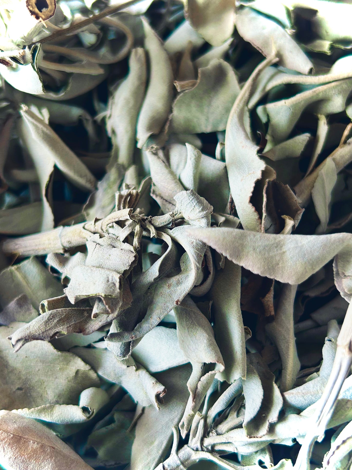 White Sage (Salvia apiana)