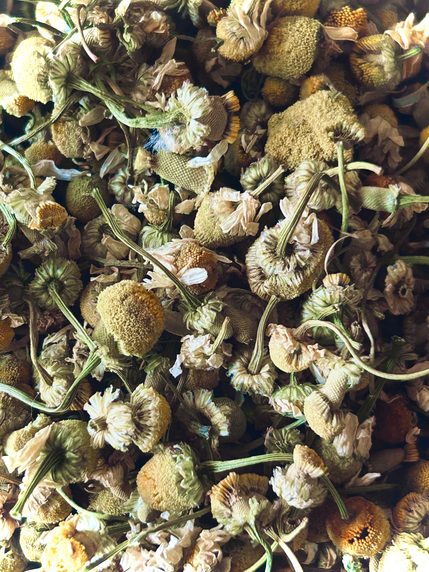 Chamomile Flower Whole (Chamaemelum nobile)