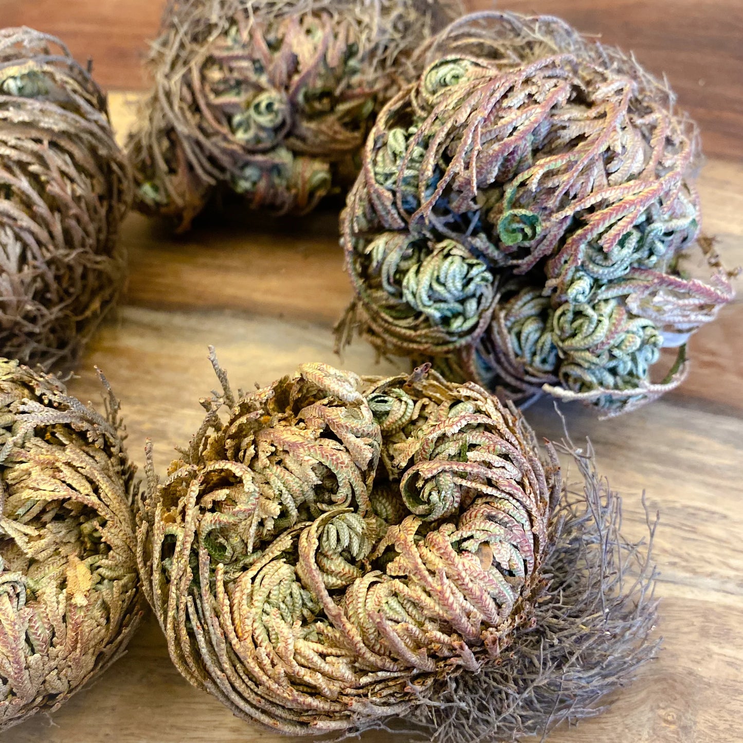 Rose of Jericho / Flower De Jericho