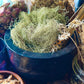 Usnea Lichen Whole