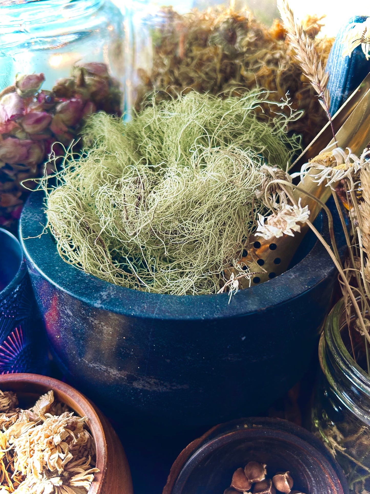 Usnea Lichen Whole