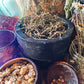 Cerasee Herb