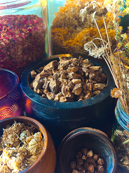 Dong Quai Root, Organic  (Angelica sinensis)