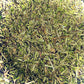 Chickweed (Stellaria Media)