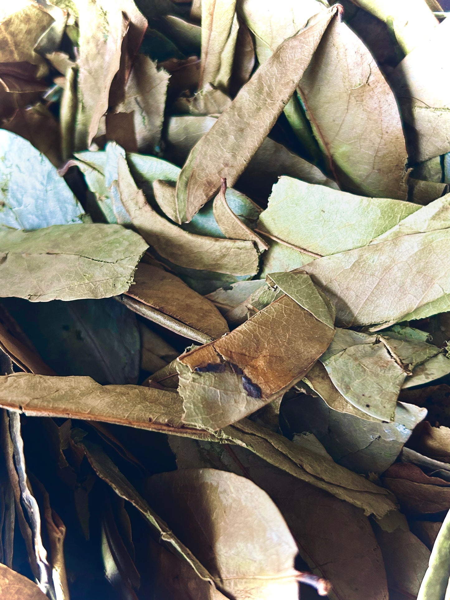 Soursop