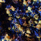 Blue Corn Flower