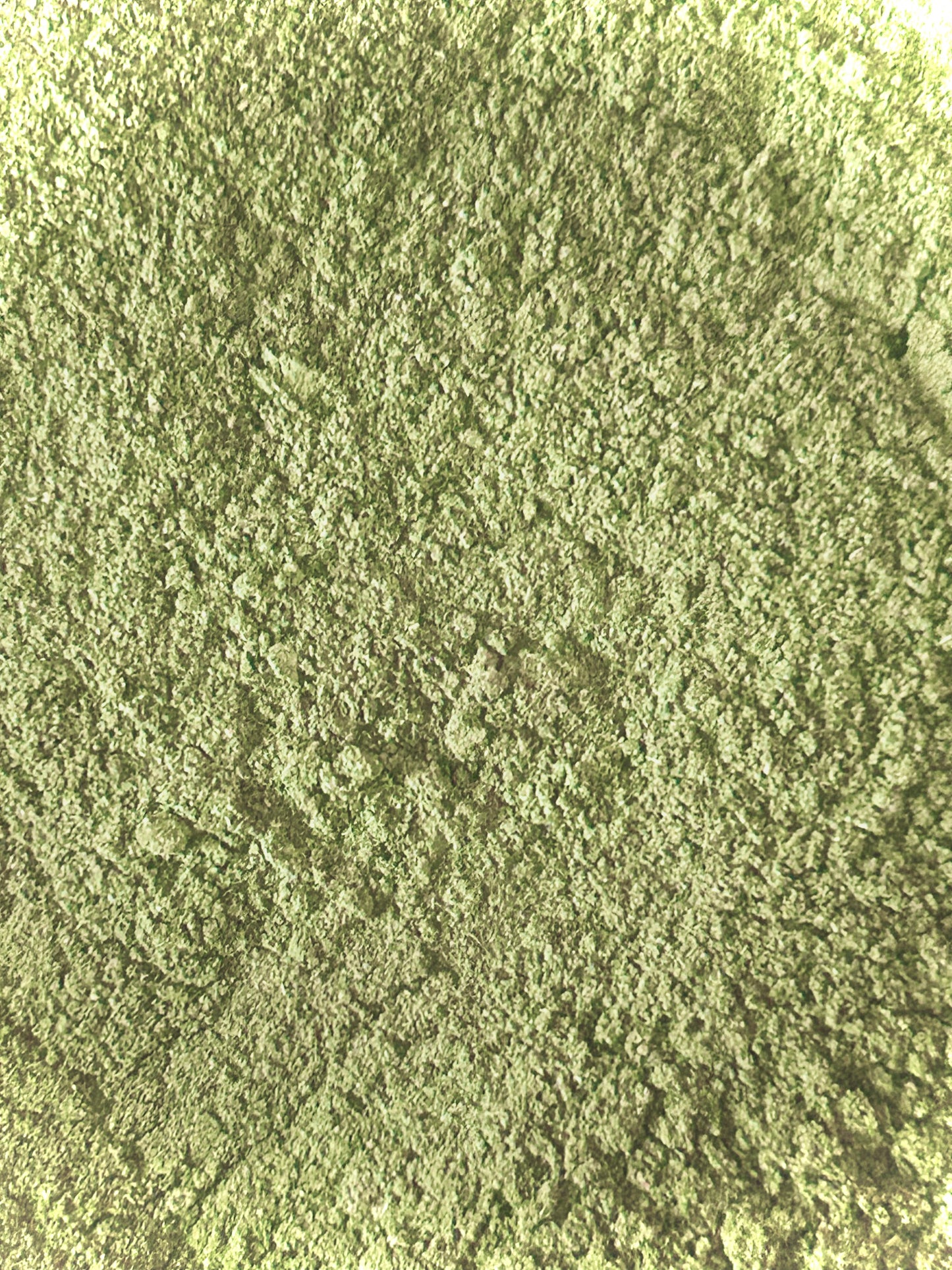 Gymnema Sylvestre Powder