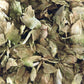 Hops  (Hyssopus officinalis)