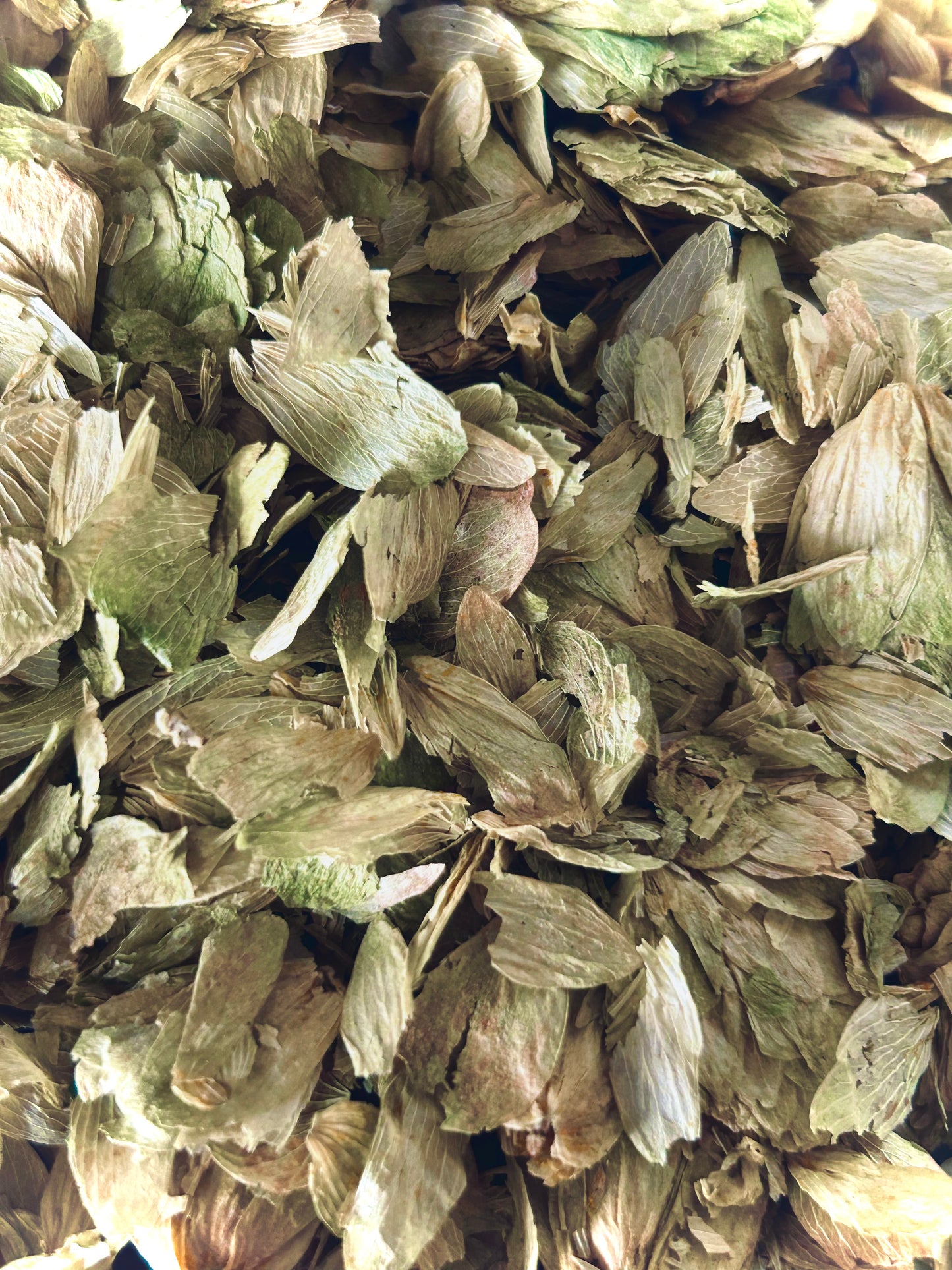 Hops  (Hyssopus officinalis)