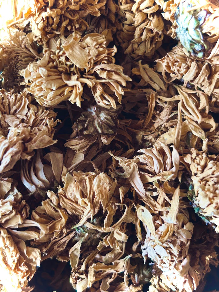 Chrysanthemum Flowers White Organic