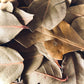 Cinnamon Leaf (Cinnamomum verum)