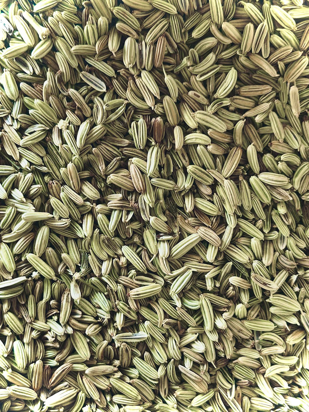 Fennel Seed (Foeniculum vulgare)