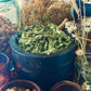 Lemon Verbena Herb