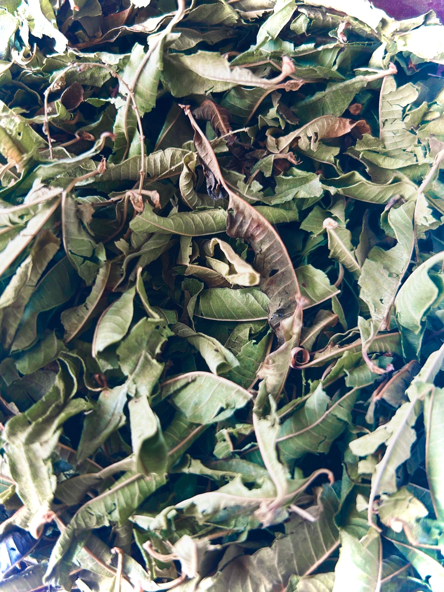 Lemon Verbena Herb