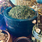 Peppermint Leaf (Mentha × piperita)