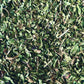 Peppermint Leaf (Mentha × piperita)