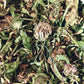 Red Clover Blossoms Organic (Trifolium pratense)