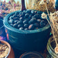Saw Palmetto Berries Whole (Serenoa repens)