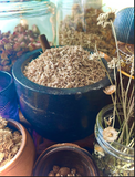 Poke root