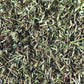 Sheep Sorrel (Rumex acetosella)