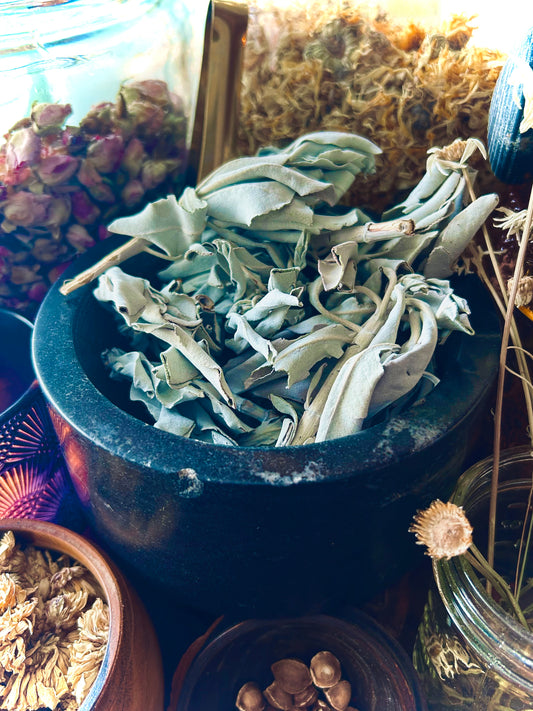 White Sage  (Salvia apiana)