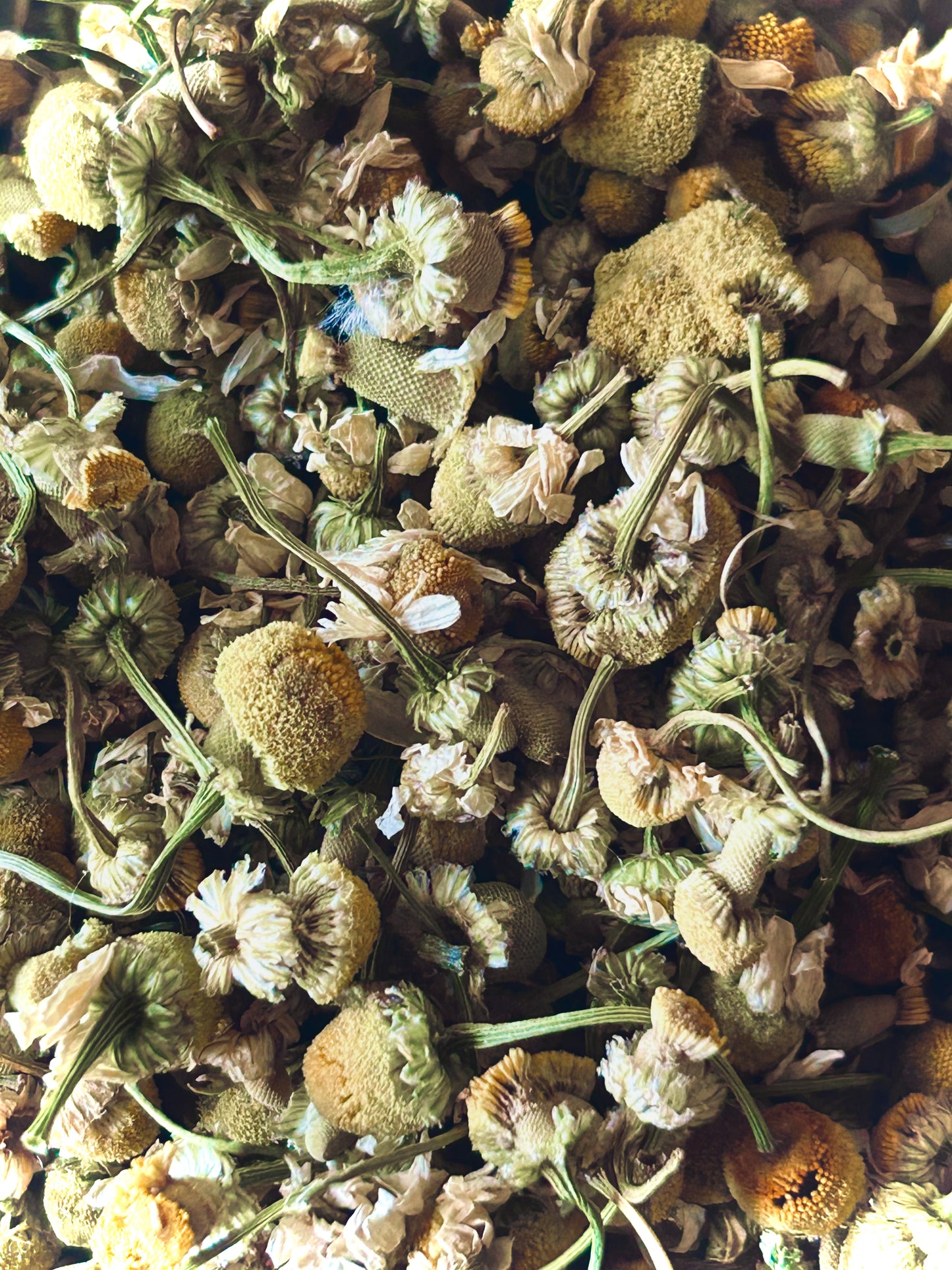 Chamomile Flower Whole  (Chamaemelum nobile)