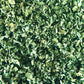 Marshmallow Leaves (Althaea officinalis)
