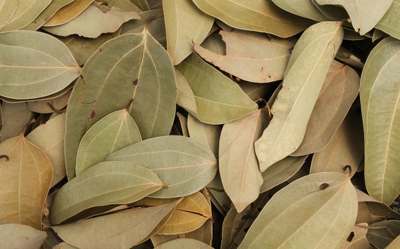 Cinnamon Leaf (Cinnamomum verum)